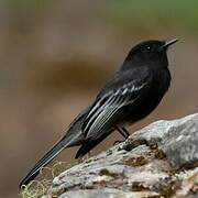 Black Phoebe