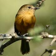 Rufescent Flycatcher