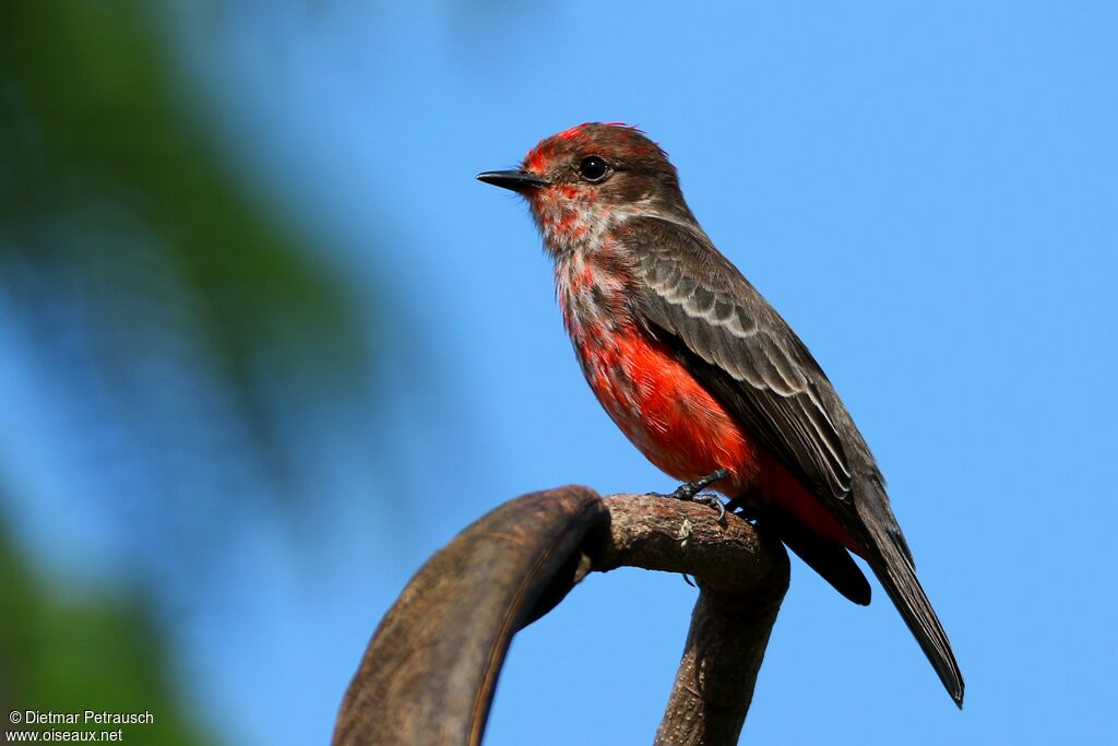 Vermilion Flycatcher male subadult