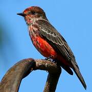 Vermilion Flycatcher