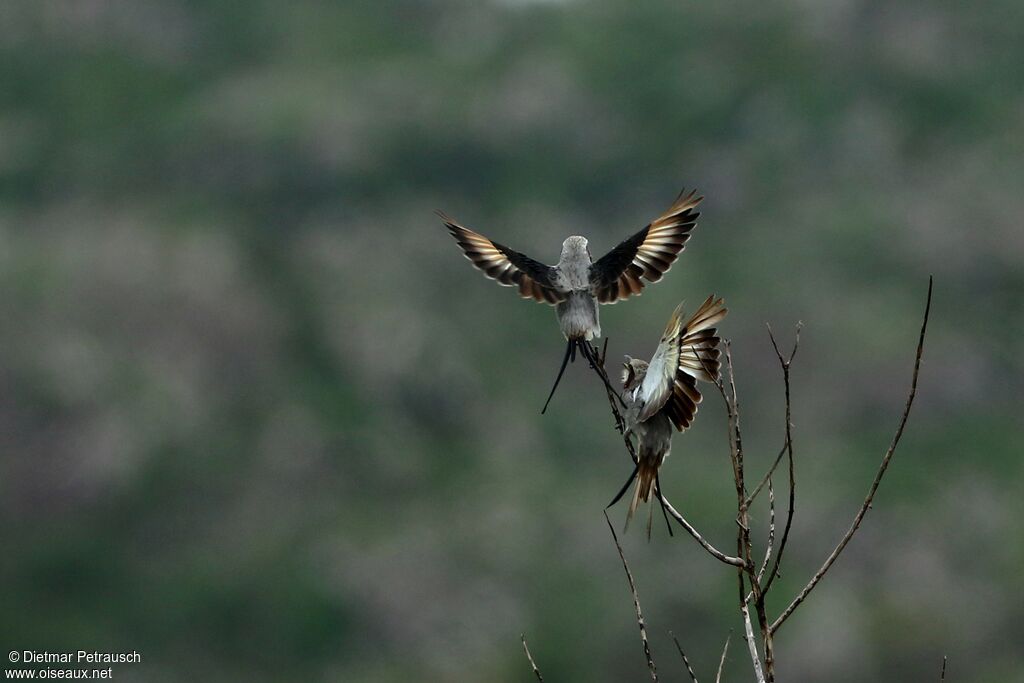 Streamer-tailed Tyrantadult