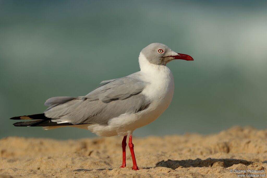 Mouette à tête griseadulte nuptial