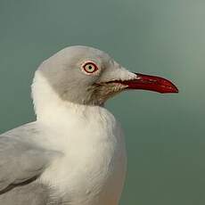 Mouette à tête grise