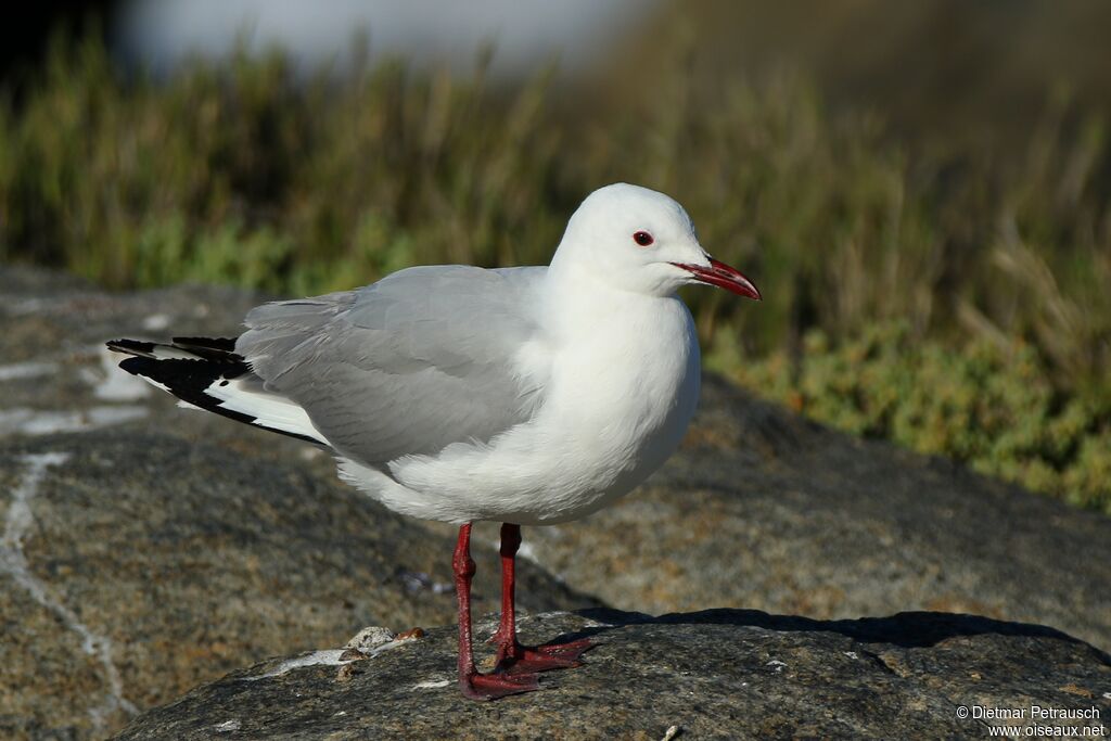 Mouette de Hartlaubadulte