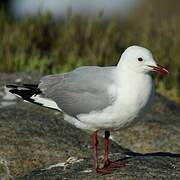 Hartlaub's Gull