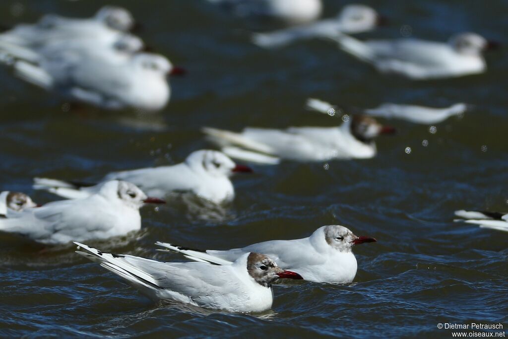 Mouette de Patagonieadulte transition