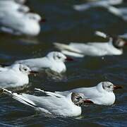 Brown-hooded Gull