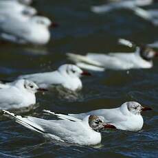 Mouette de Patagonie