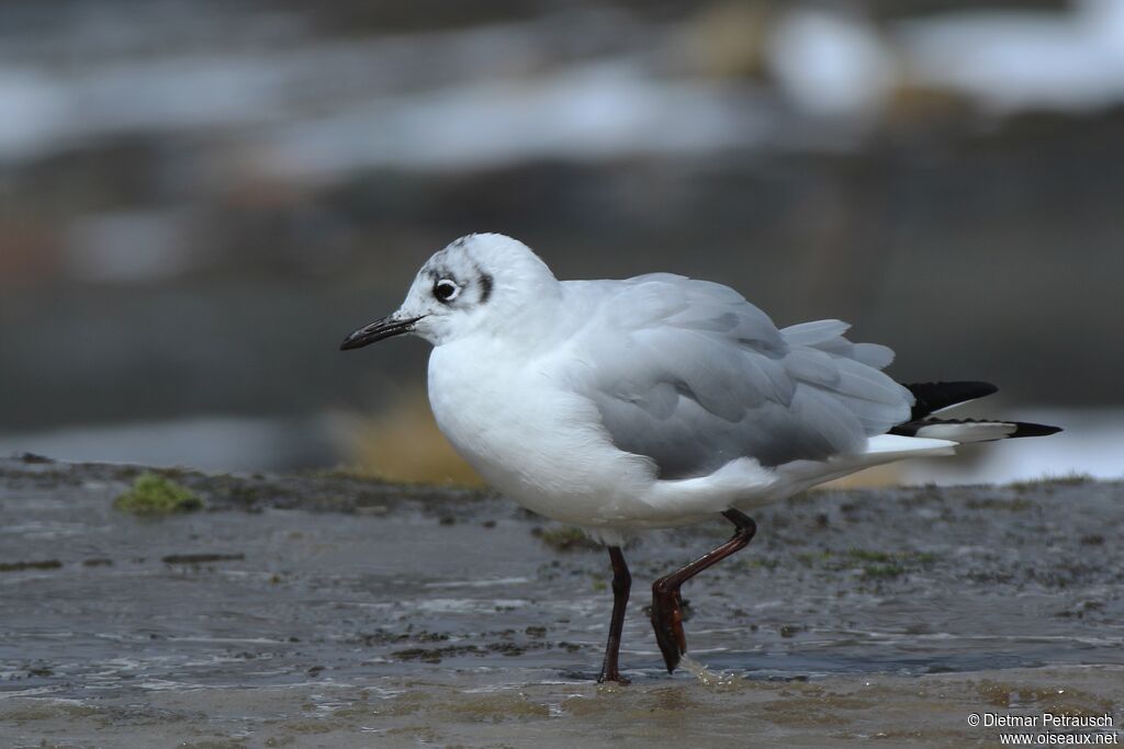 Mouette des Andesadulte internuptial