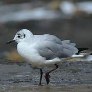 Andean Gull