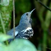 White-flanked Antwren