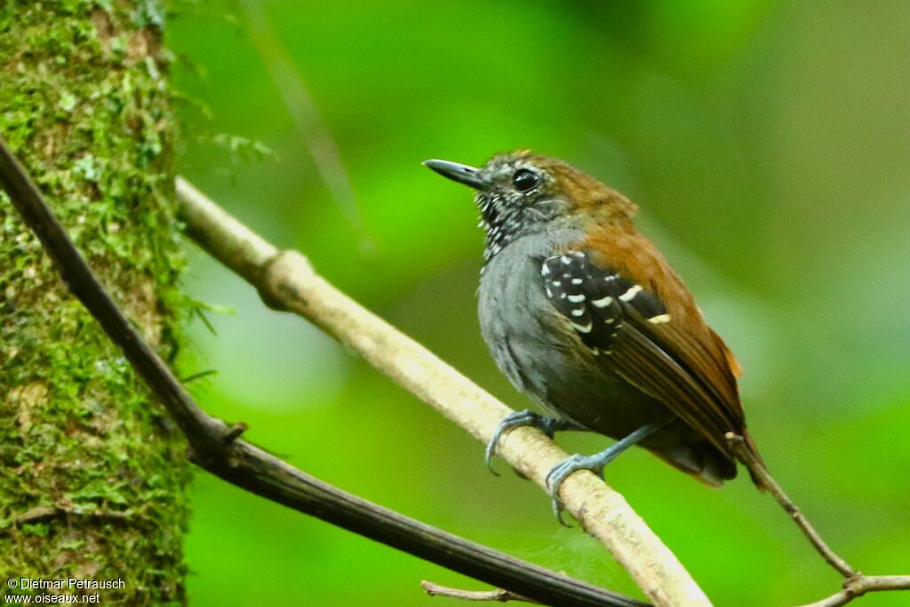 Star-throated Antwren male adult