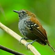 Star-throated Antwren