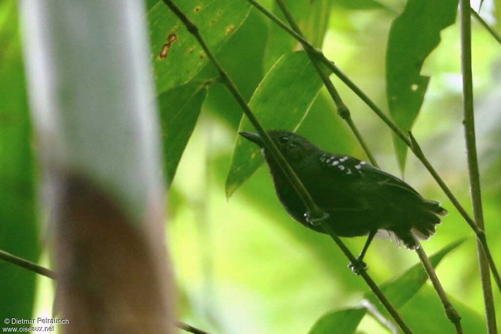 Salvadori's Antwren male adult