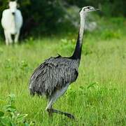 Greater Rhea