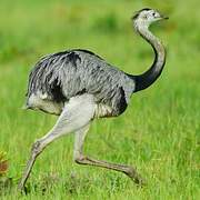 Greater Rhea