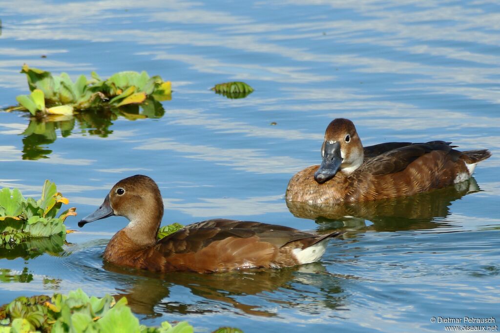 Rosy-billed Pochard female adult