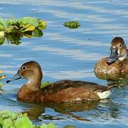 Rosy-billed Pochard