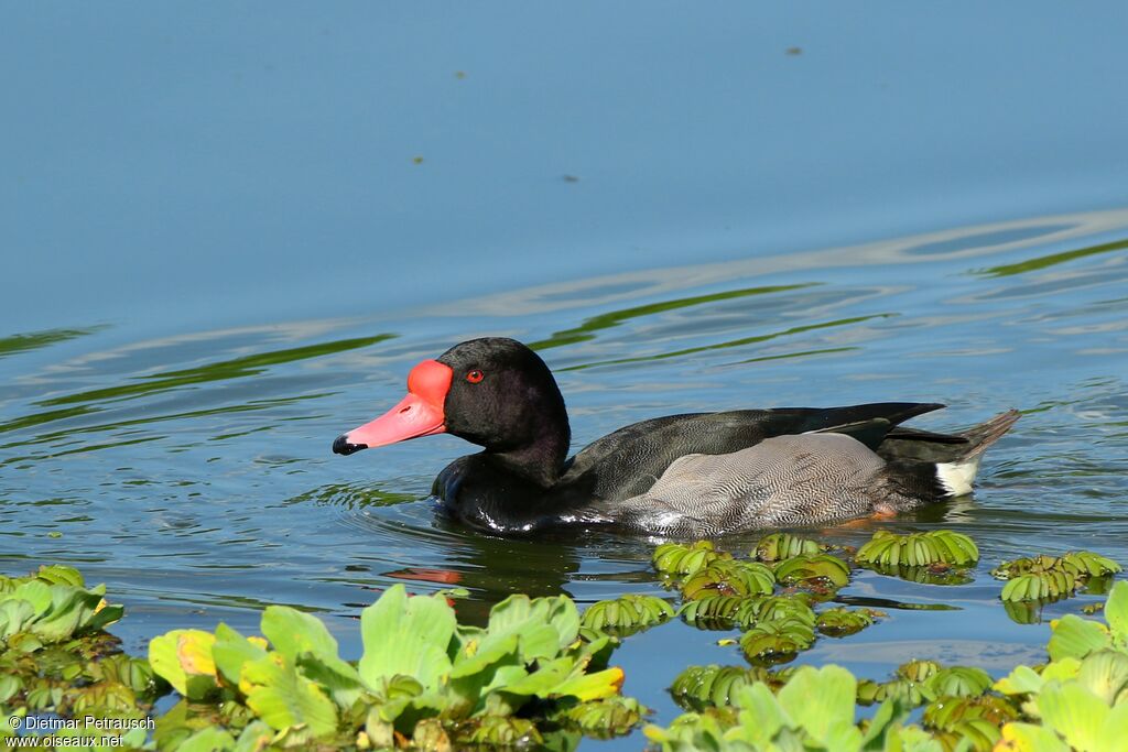 Rosy-billed Pochard male adult