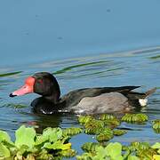 Rosy-billed Pochard