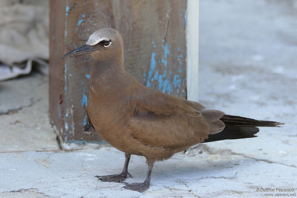 Brown Noddyadult