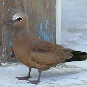 Brown Noddy