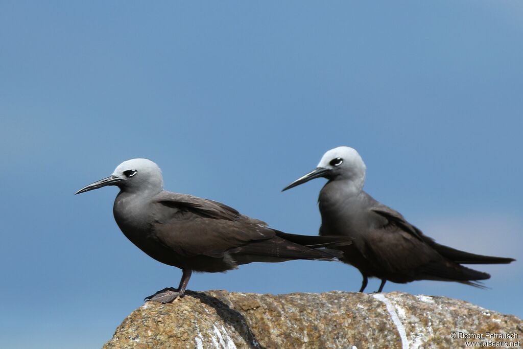 Lesser Noddyadult