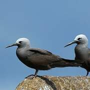 Lesser Noddy