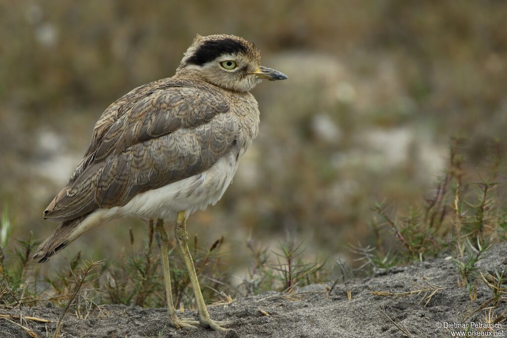 OEdicnème du Pérouadulte, identification