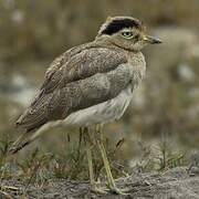 Peruvian Thick-knee