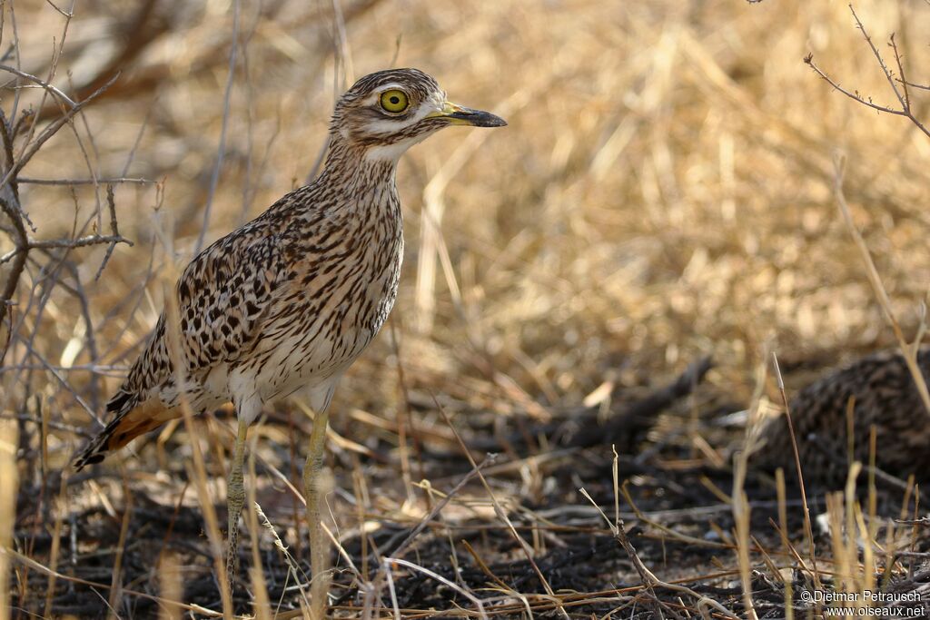 Spotted Thick-kneeadult