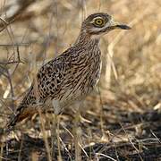 Spotted Thick-knee