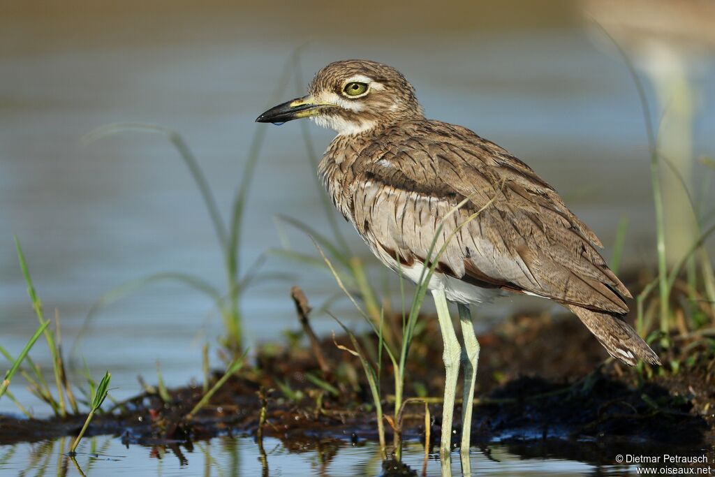 Water Thick-kneeadult