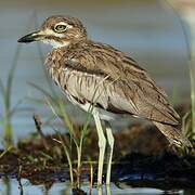 Water Thick-knee