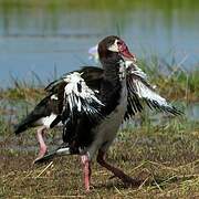 Spur-winged Goose