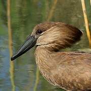 Hamerkop