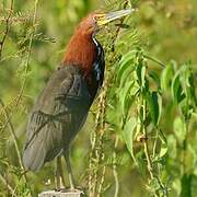 Rufescent Tiger Heron