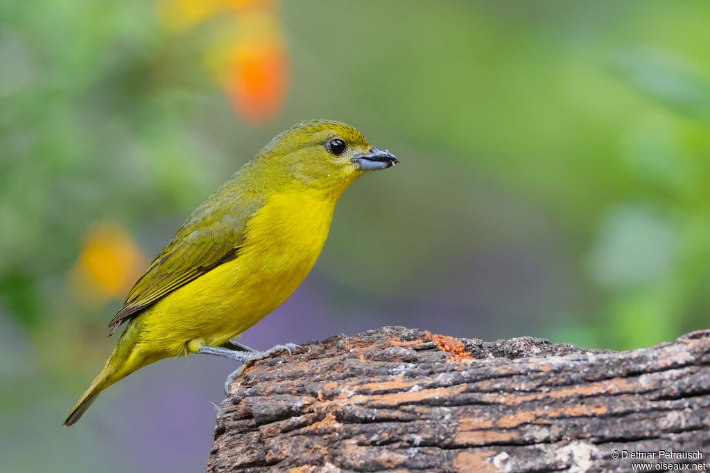 Organiste à bec épais