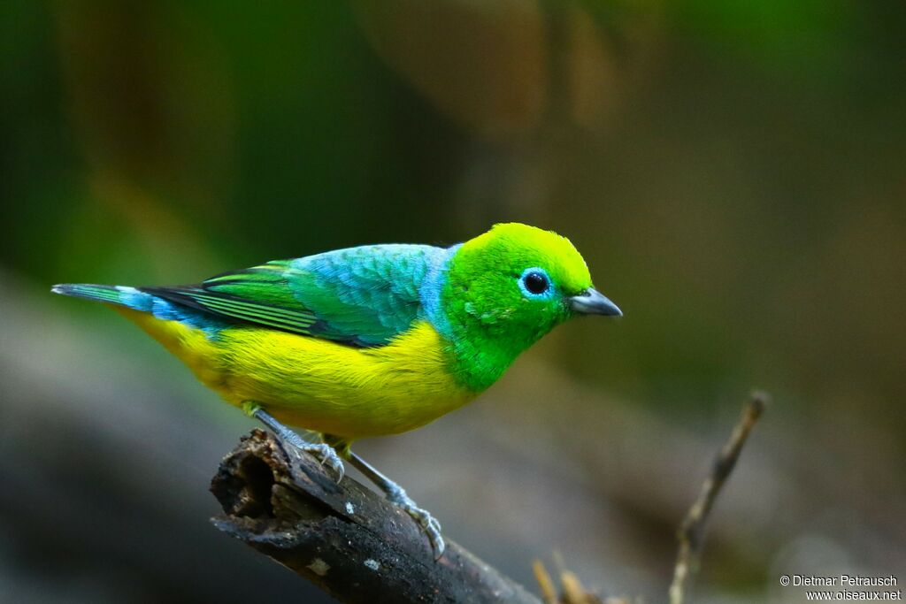 Blue-naped Chlorophonia male adult