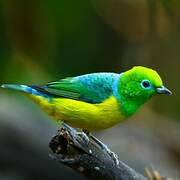 Blue-naped Chlorophonia