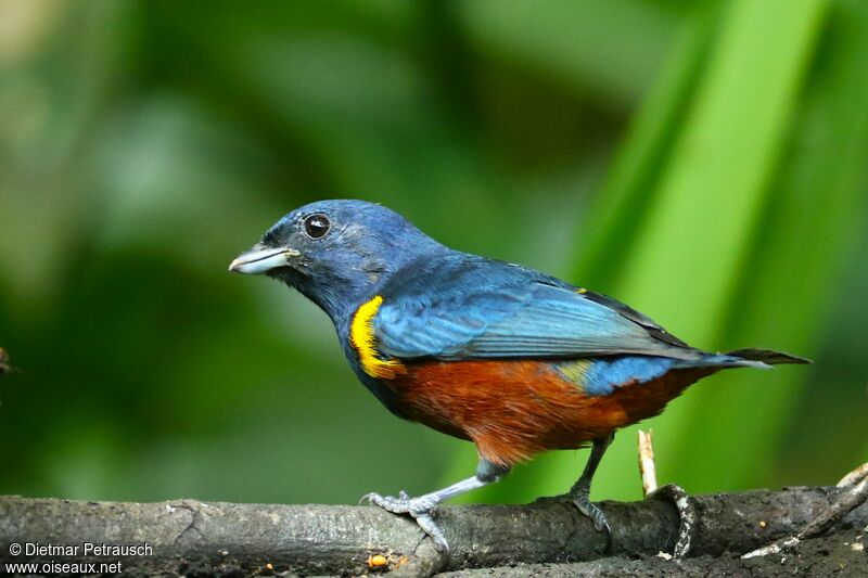Chestnut-bellied Euphonia male adult