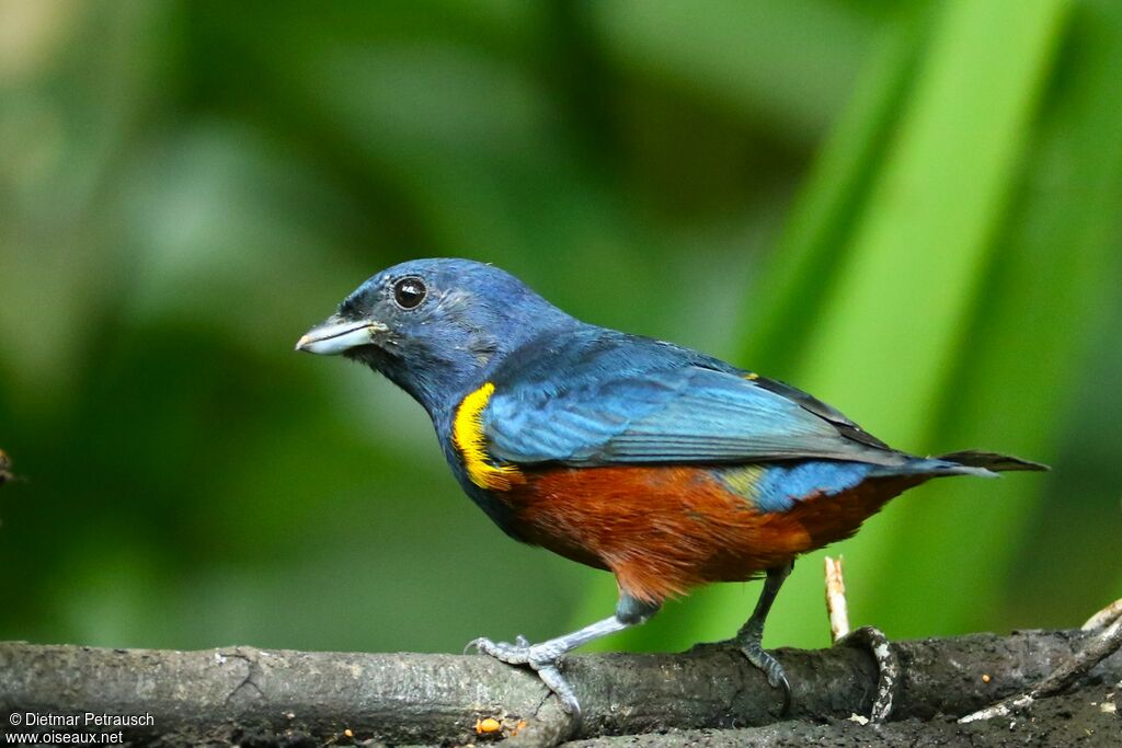 Chestnut-bellied Euphonia male adult