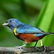 Chestnut-bellied Euphonia