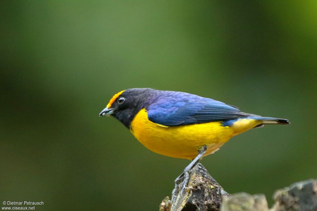 Orange-bellied Euphonia male adult