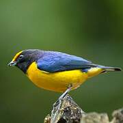 Orange-bellied Euphonia