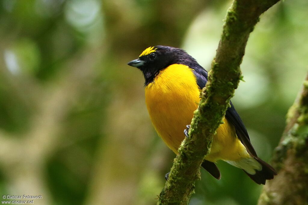 Purple-throated Euphonia male adult