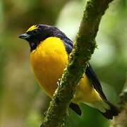 Purple-throated Euphonia