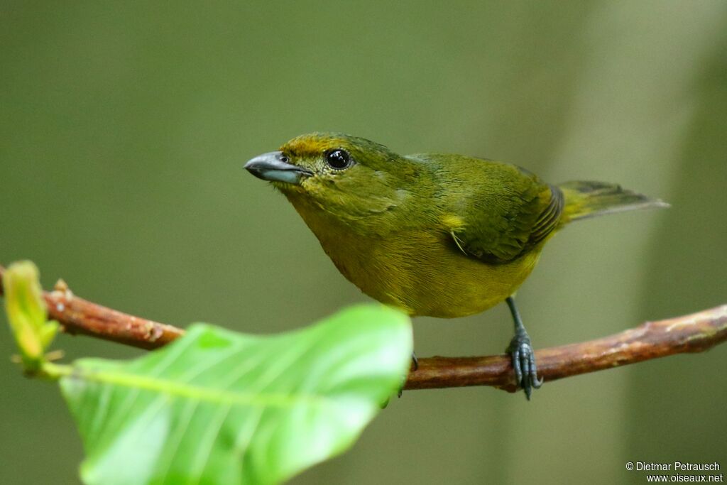 Violaceous Euphonia female adult, identification