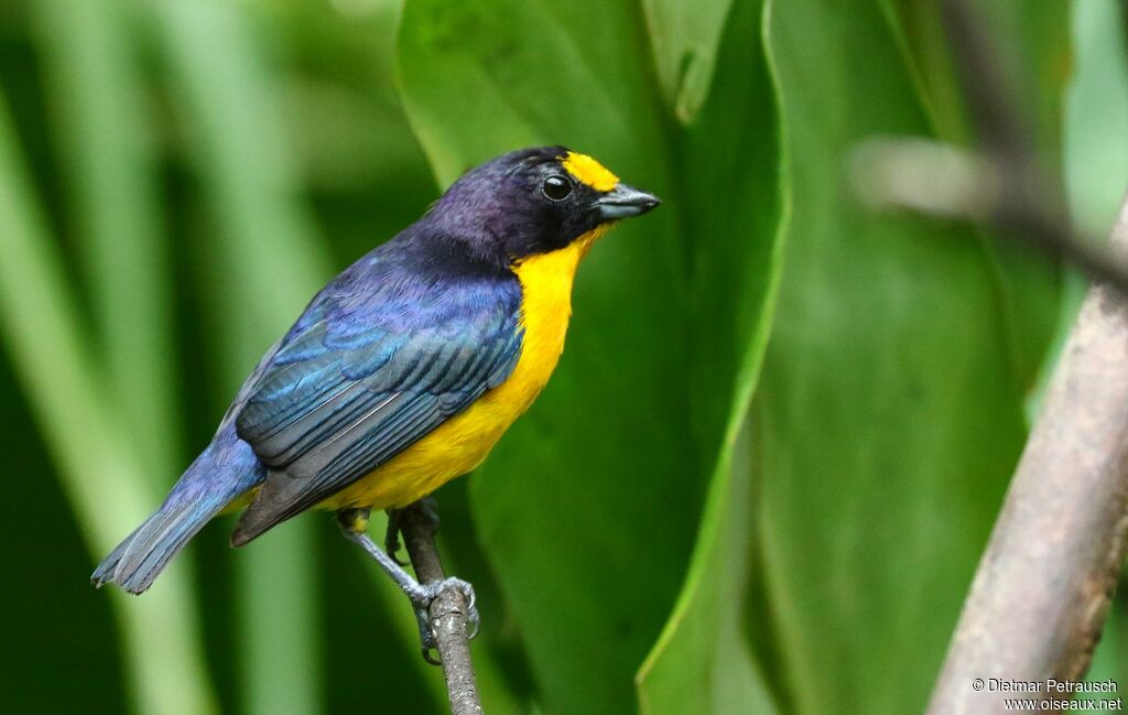 Violaceous Euphonia male adult