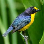 Violaceous Euphonia